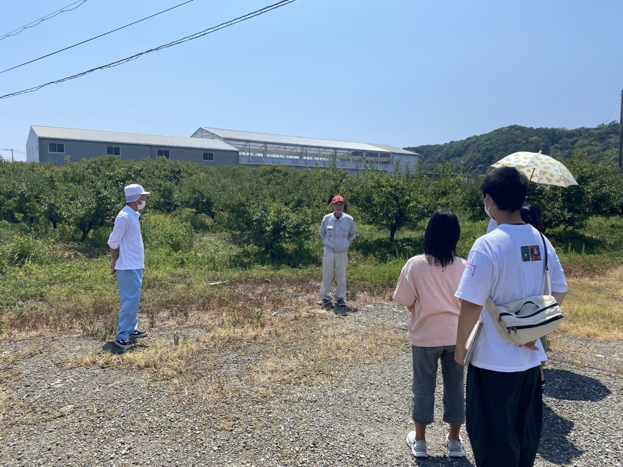 梅干しの本場・みなべ町で手詰め体験とシロップづくり