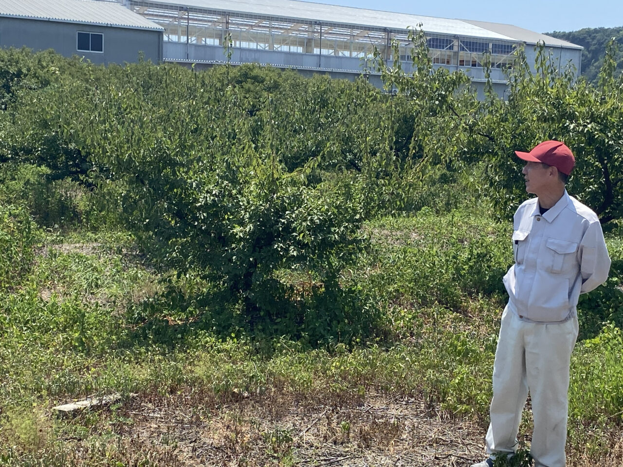 梅干しの本場・みなべ町で手詰め体験とシロップづくり