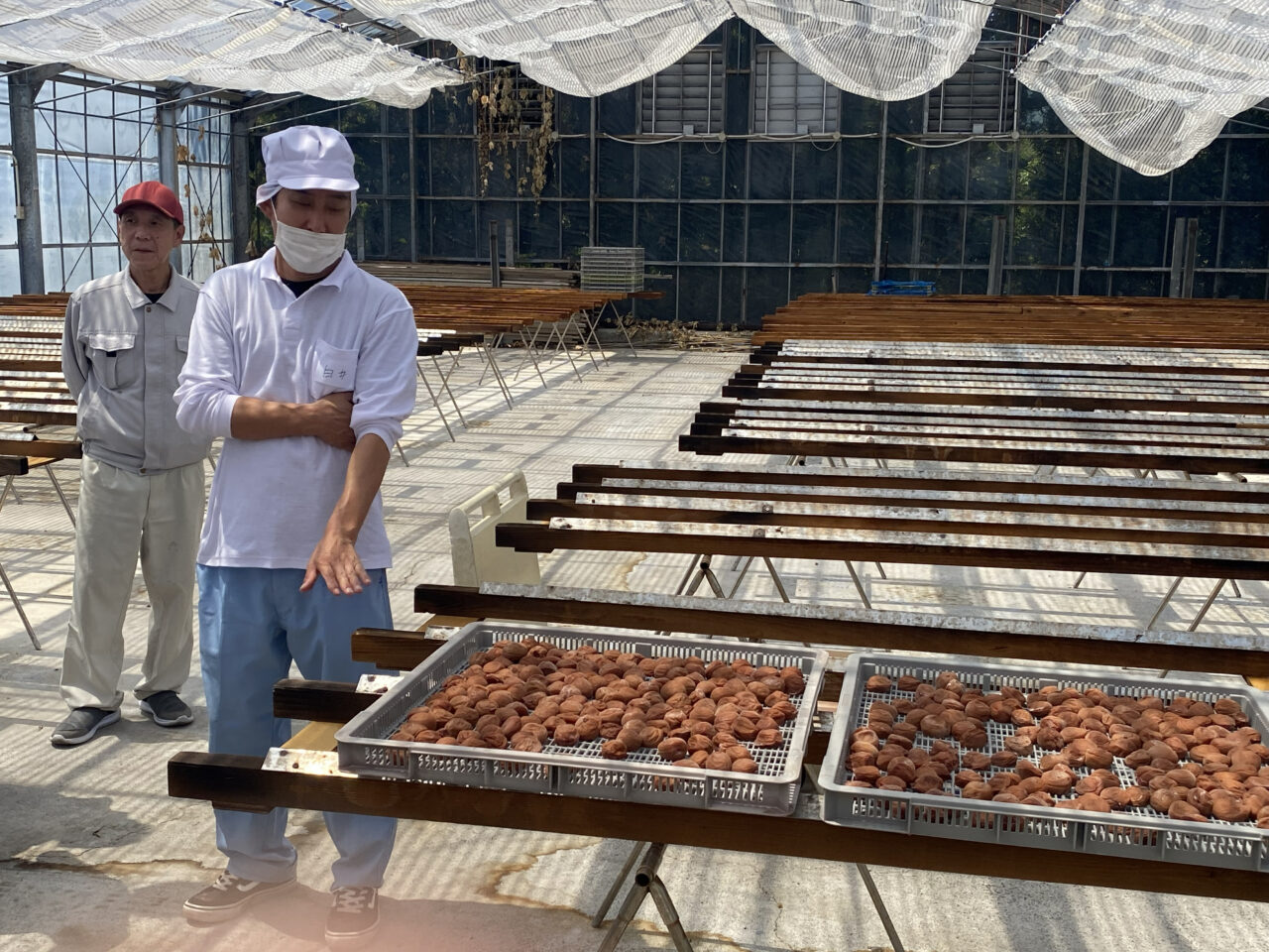 梅干しの本場・みなべ町で手詰め体験とシロップづくり