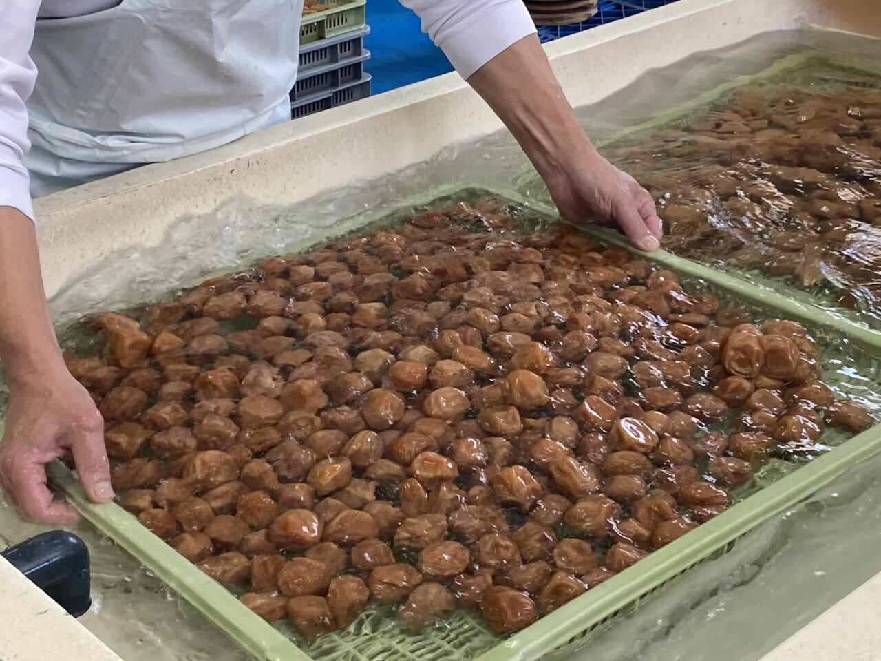 梅干しの本場・みなべ町で手詰め体験とシロップづくり